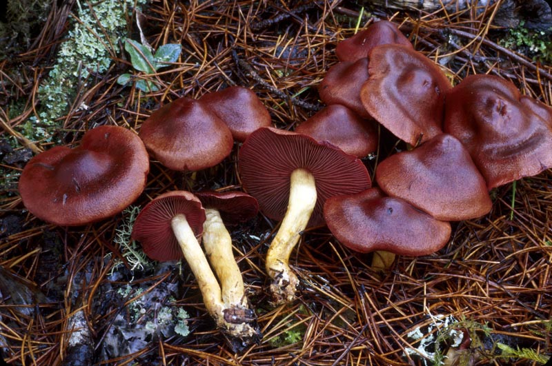 Cortinarius smithii